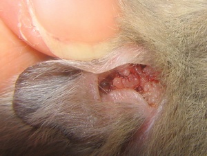 耳の中のぶつぶつ腫瘍拡大写真