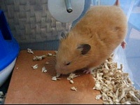 ハムスターの写真 飼い方 hamster santa